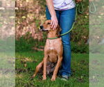 Small #4 Mutt