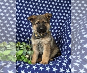 German Shepherd Dog Puppy for sale in ELKTON, MD, USA