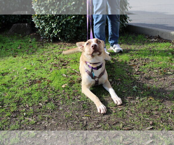 Medium Photo #3 Mutt Puppy For Sale in Yuba City, CA, USA