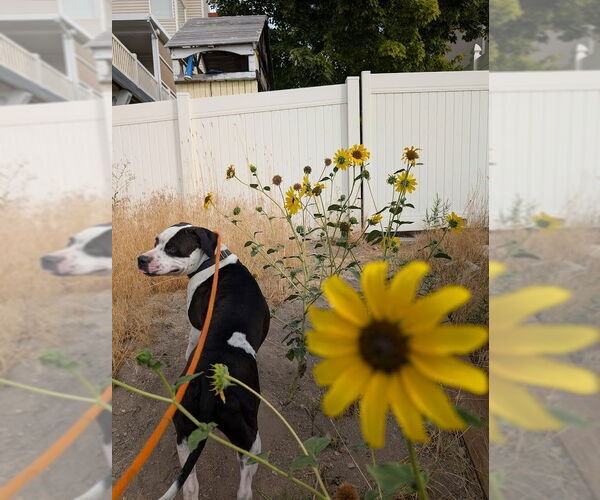 Medium Photo #23 Bullypit Puppy For Sale in Salt Lake City, UT, USA