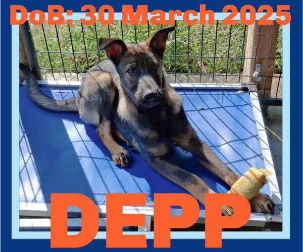 Medium Photo #12 German Shepherd Dog Puppy For Sale in Sebec, ME, USA