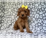 Small #5 Cavapoo (Miniature)