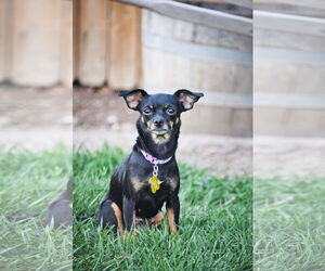 Chihuahua Dogs for adoption in Sandy, UT, USA