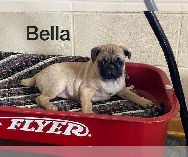Medium Photo #1 Pug Puppy For Sale in BRIDGEWATER, VA, USA
