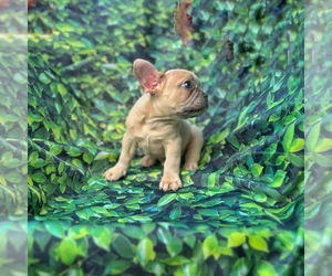 French Bulldog Puppy for sale in EUSTACE, TX, USA