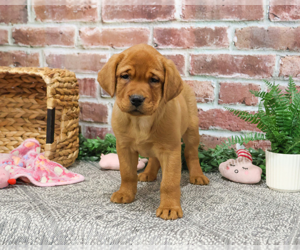 Medium Photo #5 Labrador Retriever Puppy For Sale in SYRACUSE, IN, USA