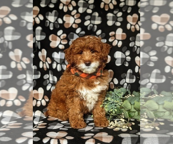 Medium Photo #3 Goldendoodle (Miniature) Puppy For Sale in COCHRANVILLE, PA, USA