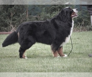 Father of the Bernese Mountain Dog puppies born on 07/01/2022