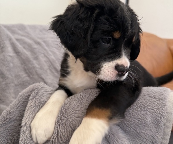 Medium Photo #15 Bernedoodle-French Bulldog Mix Puppy For Sale in EL DORADO HILLS, CA, USA