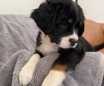 Small Photo #15 Bernedoodle-French Bulldog Mix Puppy For Sale in EL DORADO HILLS, CA, USA