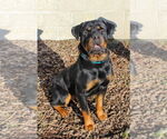 Small Rottweiler