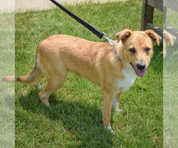 Medium Photo #4 Collie-Unknown Mix Puppy For Sale in Huntley, IL, USA