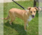 Small #3 Collie Mix