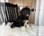 Small Photo #4 Bernedoodle (Miniature) Puppy For Sale in FRANKLIN, IN, USA