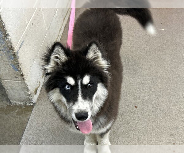 Medium Photo #1 Alaskan Malamute-Unknown Mix Puppy For Sale in San Bernardino, CA, USA