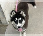 Small Alaskan Malamute Mix