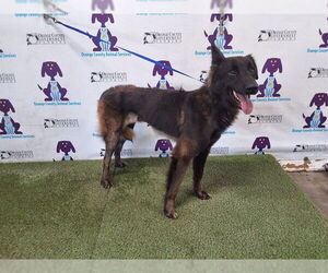 Holland Shepherd Dogs for adoption in Orlando, FL, USA