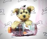 Small Photo #11 Yorkshire Terrier Puppy For Sale in LAS VEGAS, NV, USA
