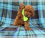 Small #2 Goldendoodle (Miniature)