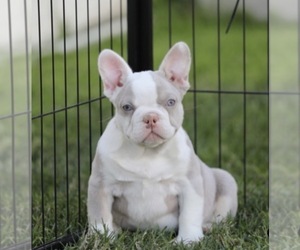 French Bulldog Puppy for sale in VIRGINIA BEACH, VA, USA