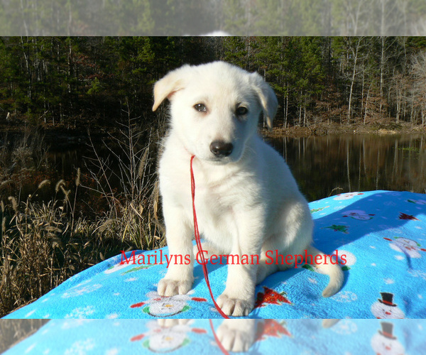 Medium Photo #3 German Shepherd Dog Puppy For Sale in PIEDMONT, MO, USA