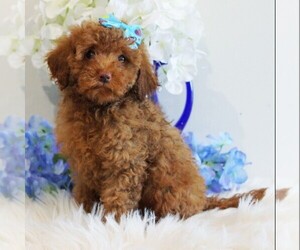 Medium Poodle (Toy)