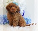Puppy 2 Poodle (Toy)