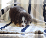 Small Miniature Australian Shepherd