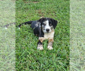 Catahoula Leopard Dog-Unknown Mix Dogs for adoption in Rockaway, NJ, USA