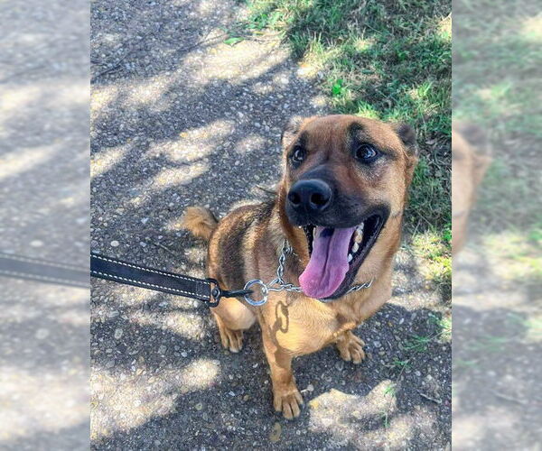 Medium Photo #1 Labrador Retriever-Unknown Mix Puppy For Sale in Waco, TX, USA