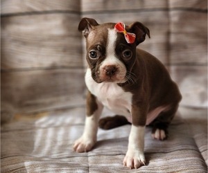 Boston Terrier Puppy for sale in ACTON, MA, USA