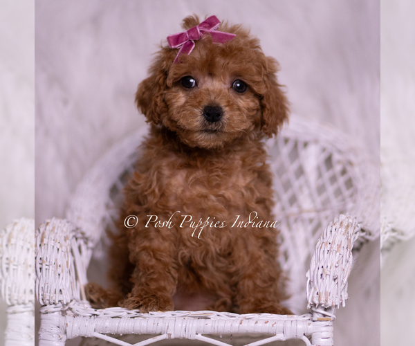 Medium Photo #7 Maltipoo (Miniature) Puppy For Sale in WARSAW, IN, USA