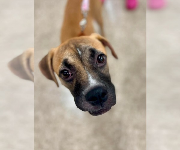 Medium Photo #9 Boxer-Unknown Mix Puppy For Sale in Minneapolis, MN, USA