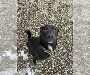 Labrador Retriever Mix Dog for Adoption in Palmetto, Florida USA