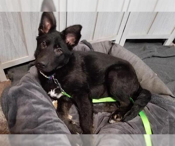 Medium Photo #1 German Shepherd Dog Puppy For Sale in Stockton, CA, USA