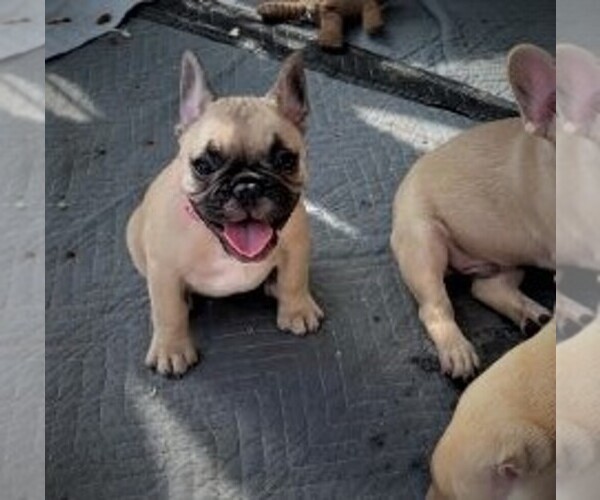 Medium Photo #2 French Bulldog Puppy For Sale in CAPE CORAL, FL, USA