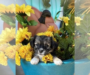 Shih Tzu Puppy for sale in ITHACA, NY, USA