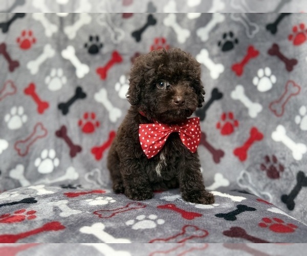 Medium Photo #2 ShihPoo Puppy For Sale in LAKELAND, FL, USA