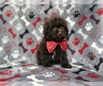 Benson - Male ShihPoo Puppy for Sale - Photo #2