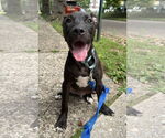 Small #16 Labrador Retriever Mix