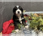 Small Photo #11 Bernedoodle Puppy For Sale in ATHENS, WI, USA