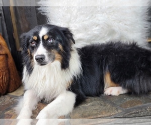 Father of the Miniature American Shepherd puppies born on 01/14/2024
