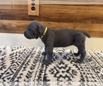 Small Photo #59 Cane Corso Puppy For Sale in BARBOURSVILLE, VA, USA
