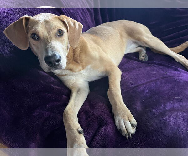 Medium Photo #7 Mutt Puppy For Sale in Princeton, MN, USA