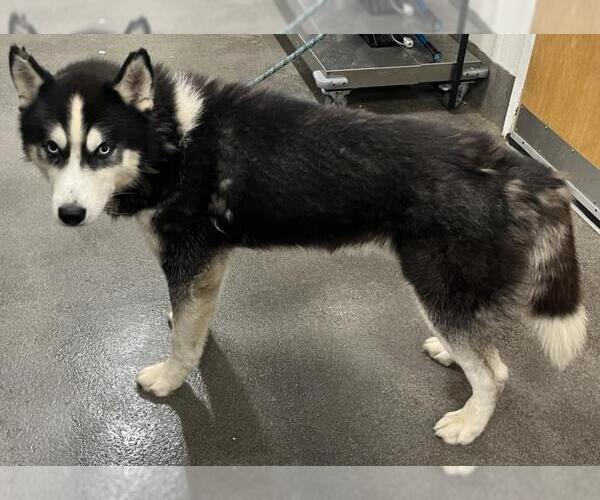 Medium Photo #1 Siberian Husky Puppy For Sale in Forestville, MD, USA