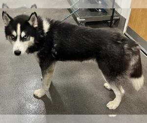 Siberian Husky Dogs for adoption in Forestville, MD, USA