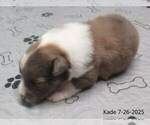 Small #1 Shetland Sheepdog