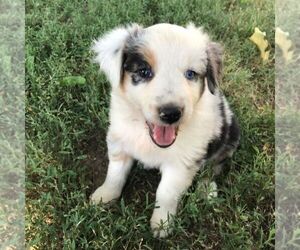 Australian Shepherd Puppy for sale in HAVEN, KS, USA