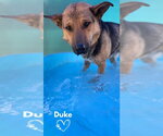 Small Photo #1 German Shepherd Dog-Unknown Mix Puppy For Sale in Monte Vista, CO, USA