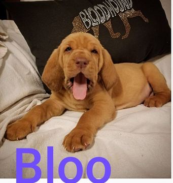 Medium Photo #1 Bloodhound Puppy For Sale in TOCCOA, GA, USA